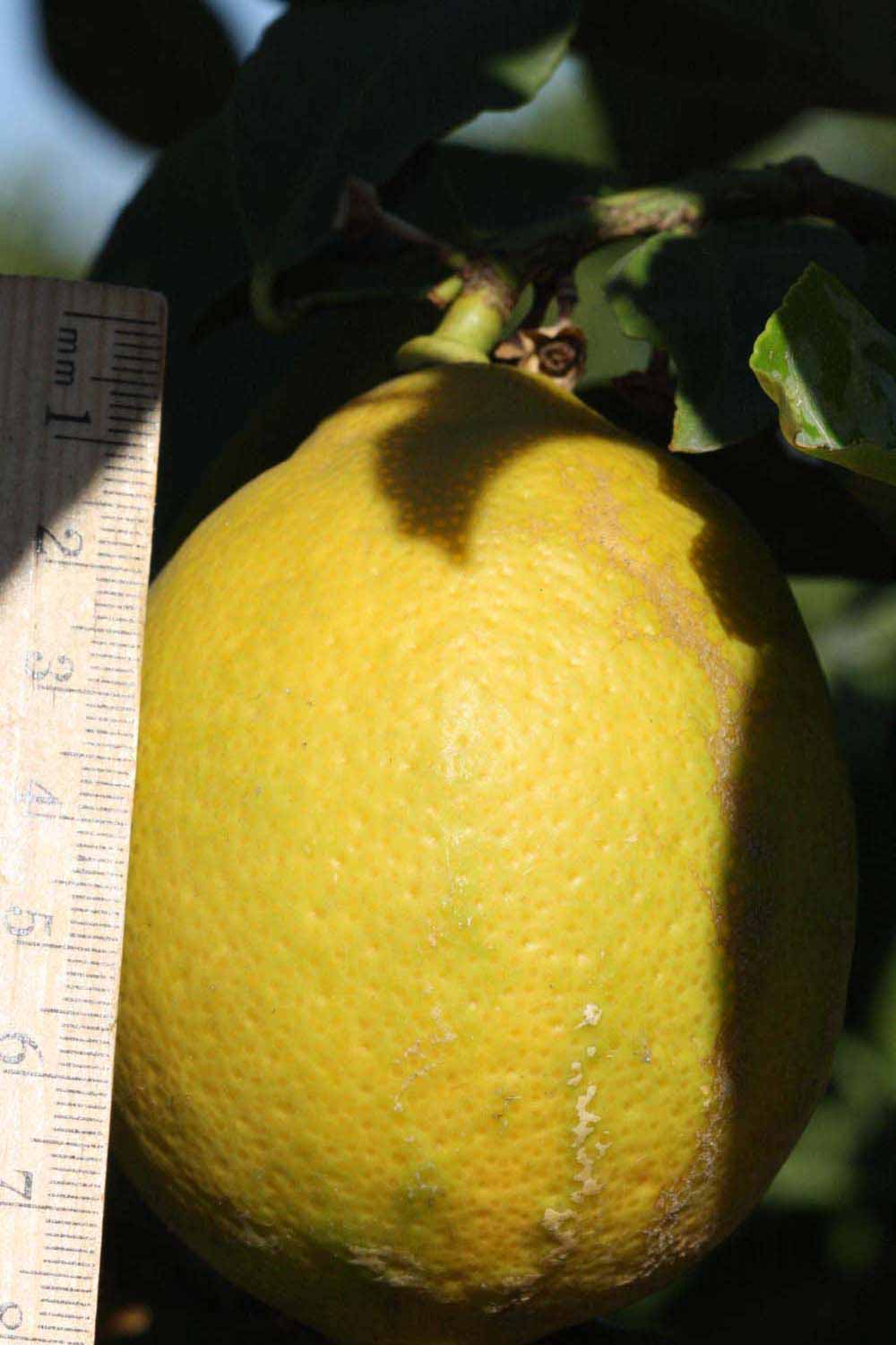            Fruit (Riverside, CA)   